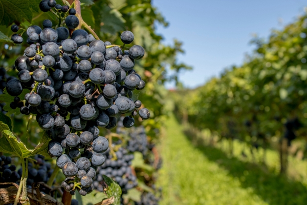 Grapes