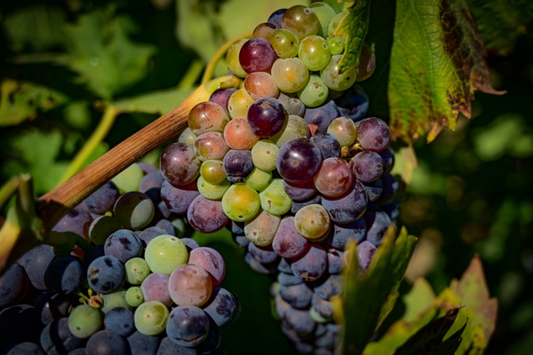 Grapes