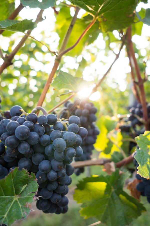 Grapes